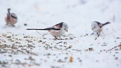 Stjärtmesar. Foto: Kent-Ove Hvass