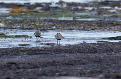 Flera ungar födda 2023 återvände i år hem till sydöstra Öland för sin första häckning. Foto: Mattias Ullman