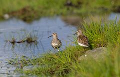 Orange 1, uppfödd i projekt sydlig kärrsnäppa var en av sex ungar att återvända till sydöstra Öland för att häcka 2025. Foto: Mattias Ullman