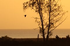 Blå kärrhök Foto: Markus Tallroth