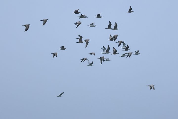 En blandflock med trutar under sin flytt. På Internationella flyttfågeldagen uppmärksammar vi de fantastiska resor som miljarder fåglar gör varje år – och vikten av att skydda deras flyttvägar från hot som habitatförlust och klimatförändringar. Foto: Markus Tallroth