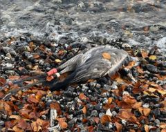 Den svenska tranan, märkt som unge i Tranemo 2008, hör till de många tranor som nu dött i fågelinfluensa. Fotograferad vid Waldhalle på Rügen den 30 oktober 2025. Foto: Katja Langner Foto: Katja Langner