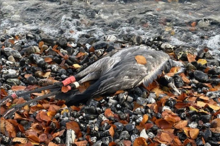 En svensk trana, märkt som unge i Tranemo 2008, hör till de många tranor som nu dött i fågelinfluensa. Fotograferad vid Waldhalle på Rügen den 30 oktober 2025. Foto: Katja Langner