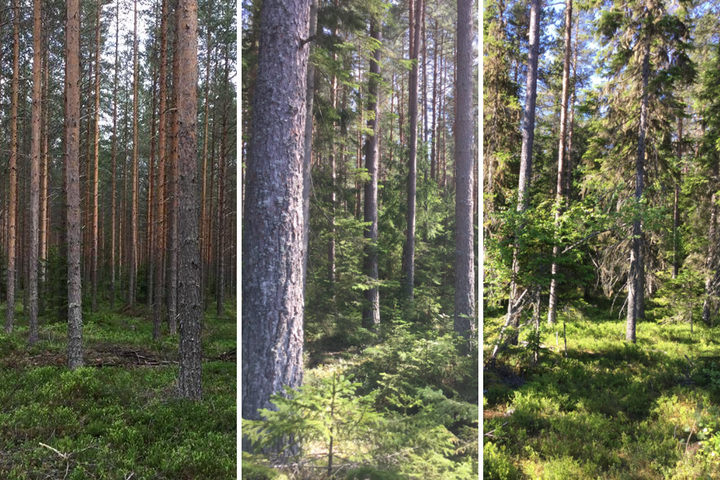 Tre bilder över Sveriges skogar där 45 procent kan betecknas som enskiktade (till vänster i bilden), 48 procent som tvåskiktade (bilden i mitten) och endast 7 procent är flerskiktade skogar (bilden till höger).