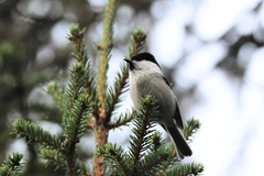 Talltitan har minskat med omkring 30 procent sedan 2012, i takt med att flerskiktade skogar blivit allt mer sällsynta i Sverige.