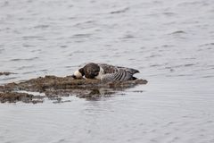 Den högpatogena variant av fågelinfluensa som nu drabbar fåglar i södra Sverige är mycket dödlig. Förutom vitkindad gås, har bland annat grågäss, tranor, svanar, havssulor och pilgrimsfalk konstaterats döda i sjukdomen.