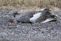 Grågäss är en av många arter som den senaste tiden har drabbats av fågelinfluensa i framförallt Skåne.