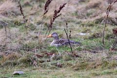 Ett tecken på sjukdom är fåglar som är onaturligt orädda och apatiska, som i fallet med den här grågåsen.