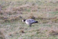 Fågelinfluensa ger ofta neurologiska symtom hos sjuka fåglar. Det kan till exempel innebära att fågeln vaggar fram och tillbaka på onaturligt sätt, som denna vitkindade gås.