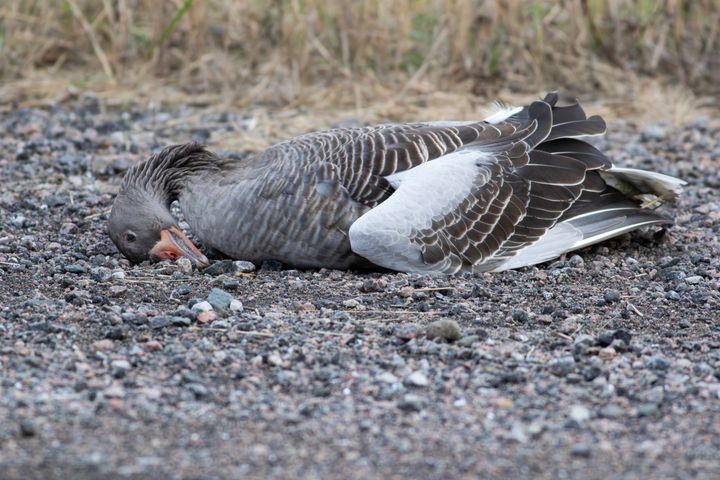 Grågäss är en av många arter som den senaste tiden har drabbats av fågelinfluensa i framförallt Skåne.