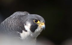 Pilgrimsfalk, äldre hona.