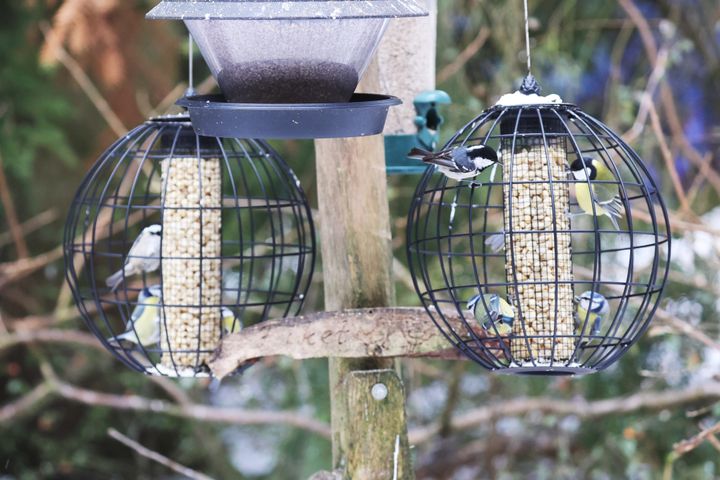 Har du ett fågelbord hemma? Var med i BirdLife Sveriges tävling om Sveriges bästa fågelbord.