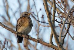 Björktrast – en art som minskar i Sverige och är klassad som nära hotad.