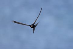 Tornseglaren tillbringar nästan hela sitt liv i luften men är beroende av håligheter i byggnader för att kunna häcka.