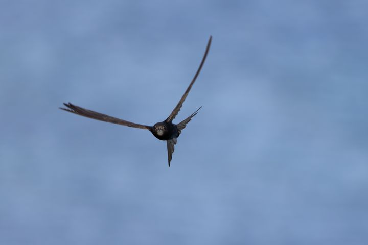 Tornseglaren tillbringar nästan hela sitt liv i luften men är beroende av håligheter i byggnader för att kunna häcka.