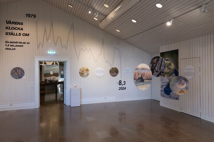 ”Vårens klocka ställs om – en utställning av 1,4 miljoner fåglar”, baserad på unik långtidsdata från Ottenby fågelstation som visar hur klimatförändringar påverkar flyttfåglarnas ankomst till Sverige.