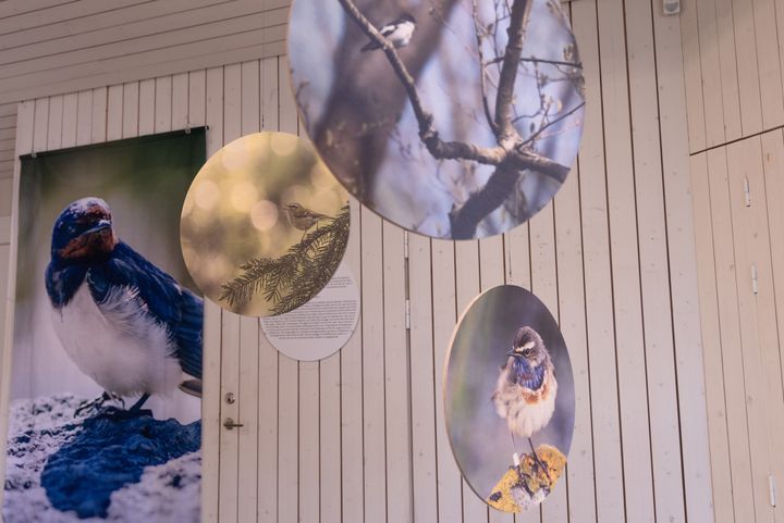 ”Vårens klocka ställs om – en utställning av 1,4 miljoner fåglar”, baserad på unik långtidsdata från Ottenby fågelstation som visar hur klimatförändringar påverkar flyttfåglarnas ankomst till Sverige. Foto: Gabriel Säll