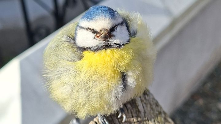 En blåmes som insjuknat i blåmessjuka brukar se allmänt sjuk ut, och sitter uppburrad för att hålla värmen. Bild: Helena Söderlund/Privat