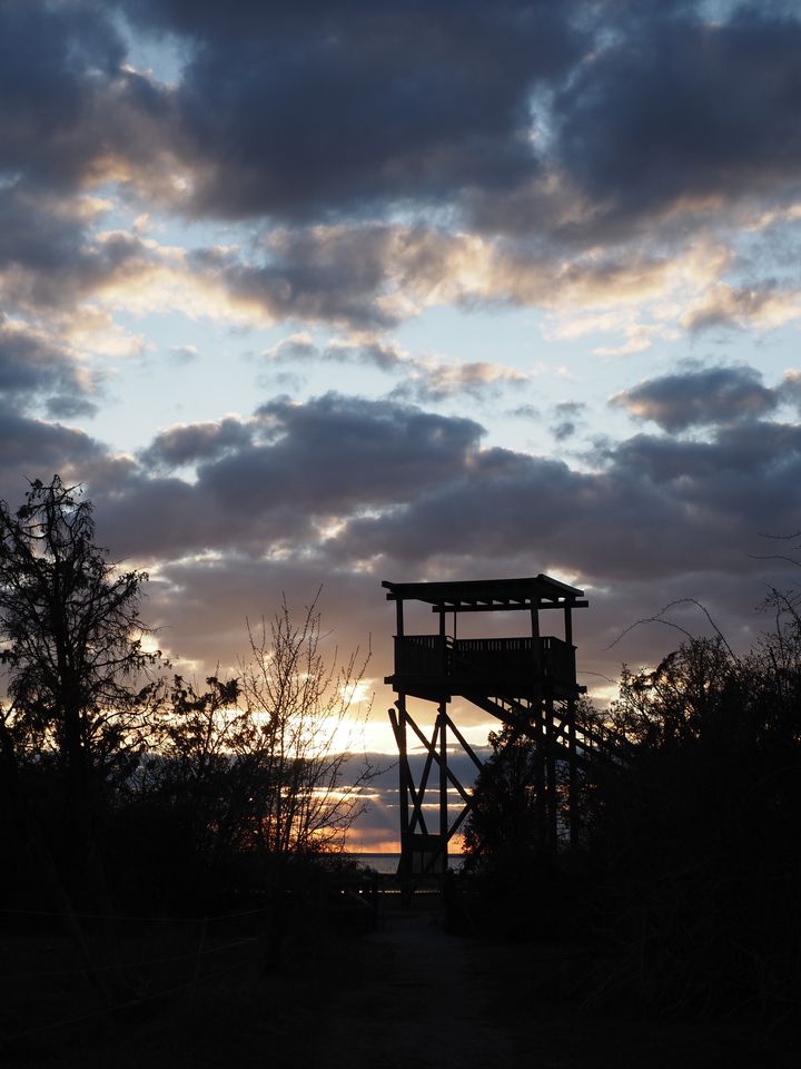 Fågeltornskampen 9 maj – fågelskådare samlas i gryningen för att räkna arter i en nordisk landskamp, samtidigt som World Migratory Bird Day uppmärksammas.