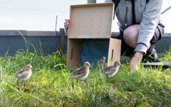 De unga sydliga kärrsnäpporna flyttas till utsättningsvoljären, där de får vänja sig vid sin nya omgivning innan det är dags att släppas ut i det fria.