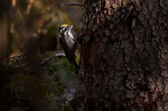 Tretåig hackspett. Arten har hittats i många av de områden där BirdLife Sverige har överklagat avverkningar. Den är en viktig indikator på skogar med höga naturvärden, där även andra hotade, rödlistade och fridlysta arter finns.