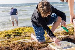 Vad gömmer sig under vattenytan? Att håva och undersöka vad som lever i vattnet brukar vara en uppskattad aktivitet under Naturpedagogiska dagarna.