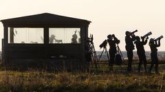 Under EuroBirdwatch spanar fågelskådare efter höstens flyttfåglar. Alla kan vara med och rapportera sina observationer.