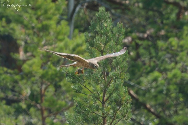 Ängshökshonan som häckade på Gotland kunde identifieras som en Ölandsfågel tack vare sina färgringar, som hon fick som unge.