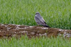 Ängshökshanen som gjorde ett häckningsförsök i Östergötland.
