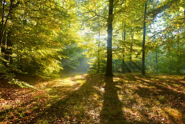 Solljus silar genom gröna och gula trädkronor i en skog, med långa skuggor som faller över marken täckt av löv.