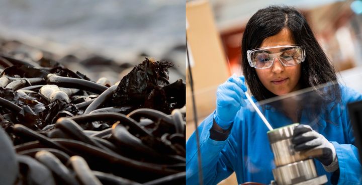 Nya användningsområden för tång och alger kommer att undersökas hos Biotech Heights