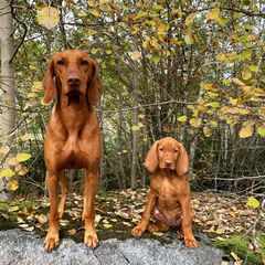 Ungersk vizsla