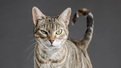 Katt