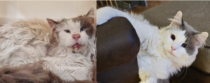 Katten Sigge fick en andra chans i livet tack vare den kärleksfulla omsorg och trygghet han fick på katthemmet Hitta Katten i Enköping. Före- och efterbilderna visar Sigges resa – från att kämpa för sin överlevnad som hemlös, till att idag vara en frisk, trygg och lycklig katt i sitt nya hem.