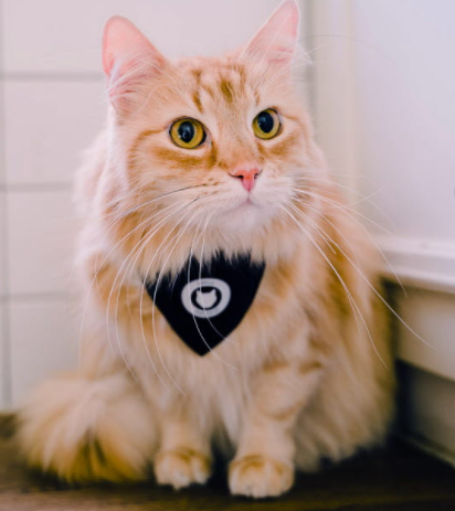 – De ideella organisationerna gör ett fantastiskt arbete för de hemlösa katterna. Ett stort tack till alla deltagare – jag är imponerad över det stora engagemanget vi ser i kattvärlden, säger Patrik Olsson, Sverigechef för Agria.