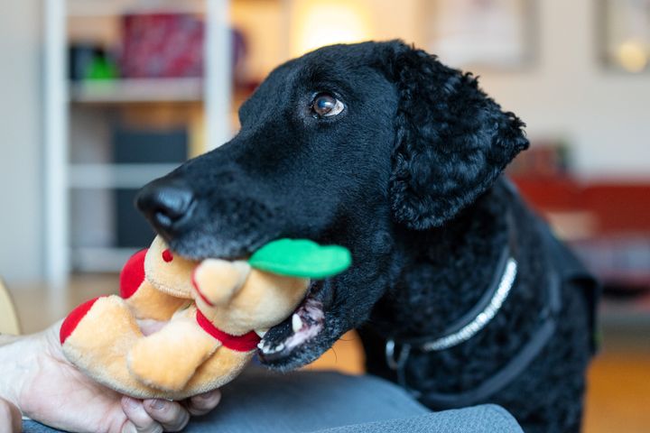 Den certifierade vårdhunden Stina tilldelas utmärkelsen Årets tjänstehund 2025 för sitt mångåriga arbete med att ge tröst och livsglädje åt patienter inom psykiatrin i Malmö.
