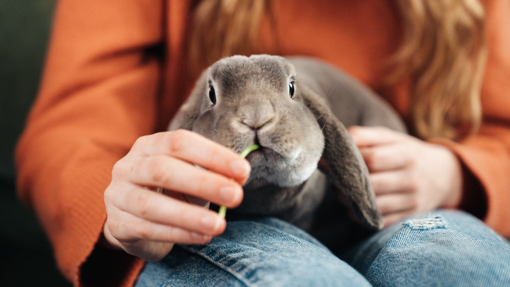 Kaninen är social, lättskött och bjuder på både sällskap och skratt, vilket gör den till en självklar vinnare i våra hem.