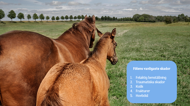 Tidsfaktorn ofta är kritisk när fölen skadar sig.