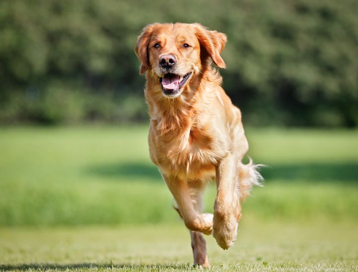 Agria belönas med den nya utmärkelse Dog Wellness Award för sitt bidrag till att stärka viktiga samtal, samarbeten och framsteg inom den globala hundhälso­gemenskapen.
