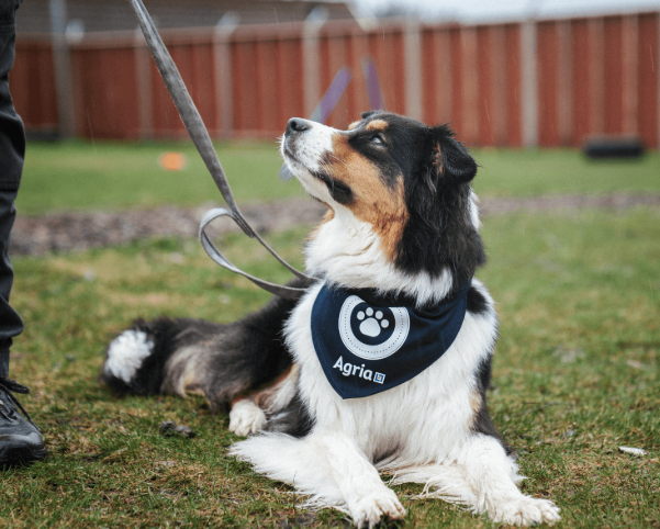 Nära 10 000 hundar satte tassarna i marken under Agria Hundpromenad.