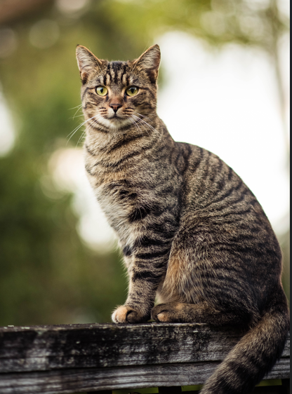 Den nya försäkringen Agria Katt Enkel lanseras den 1 juni.