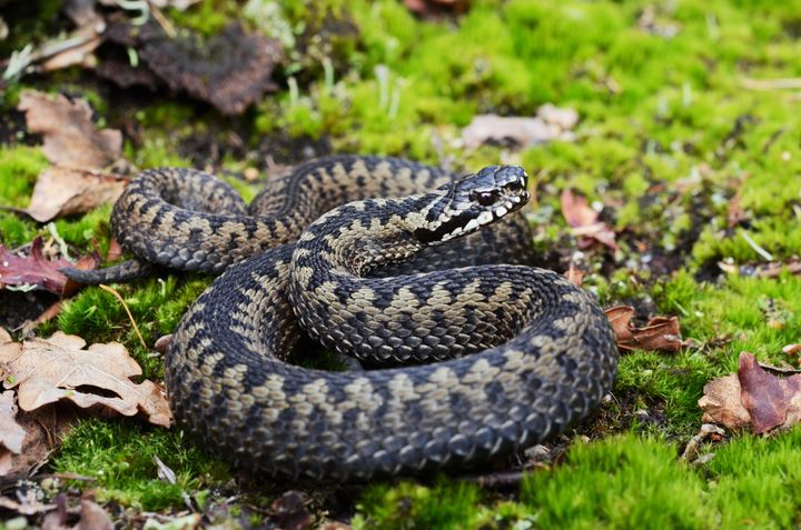 Se upp för huggormen! Det är en vanlig missuppfattning att ormbett inte är farliga för katter. Huggormsbett kan orsaka allvarliga komplikationer och ska tas på största allvar.