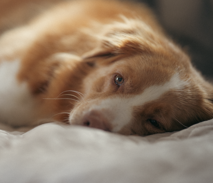 En vuxen hund som är ensam hemma sover troligen stora delar av tiden. Sömnbehovet ligger på mellan 8–16 timmar per dygn, beroende på ålder och aktivitetsnivå.