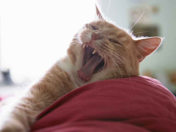 Tandborstning är viktigt, men det kan inte förebygga alla tandsjukdomar. Därför bör kattens mun också kontrolleras regelbundet av en veterinär.