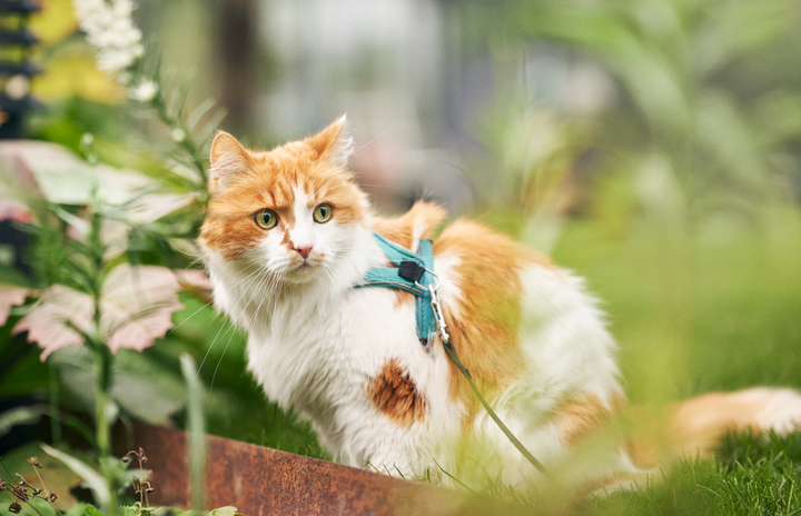 Många av sommarens kattungar närmar sig nu åldern för könsmognad. Enligt djurskyddsföreskrifterna ska katter som lever fritt utomhus vara förhindrade att para sig okontrollerat.