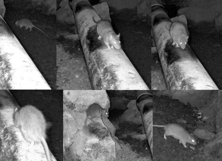 Kamerabilder%20fr%E5n%20f%F6rs%F6ket%20visar%20hur%20en%20r%E5tta%20n%E4rmar%20sig%20ljudk%E4llan%20men%20pl%F6tsligt%20reagerar%2C%20v%E4nder%20och%20flyr.%20Efter%20aktivering%20av%20apparaten%20uteblev%20all%20fortsatt%20aktivitet%20i%20omr%E5det.