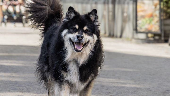 En glad hund går på en trottoar.