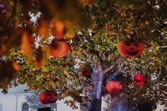Upplysta pumpalyktor hänger i ett träd under höstlöv.
