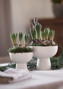 Hyacint från Alverbäcks Blommor i årets Mustaschkamp hos Blomsterandet 2023. Licens: Medieanvändningsinnehållet får laddas ner, användas och delas i olika mediekanaler av t.ex. journalister, bloggare, krönikörer, opinionsbildare etc., i syftet att förmedla, redogöra för och kommentera ert pressmeddelande, inlägg eller information, så länge innehållet används oförändrat och i dess helhet. Upphovsmannen ska anges i den omfattning och på det sätt god sed kräver (vilket bl.a. innebär att fotografer till bilder nästan alltid måste anges).