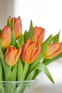 Hösttulpaner från Alverbäcks Blommor i årets Mustaschkamp hos Blomsterlandet. Licens: MedieanvändningInnehållet får laddas ner, användas och delas i olika mediekanaler av t.ex. journalister, bloggare, krönikörer, opinionsbildare etc., i syftet att förmedla, redogöra för och kommentera ert pressmeddelande, inlägg eller information, så länge innehållet används oförändrat och i dess helhet. Upphovsmannen ska anges i den omfattning och på det sätt god sed kräver (vilket bl.a. innebär att fotografer till bilder nästan alltid måste anges)